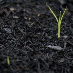 New Growth